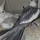 جوز كروان منتج