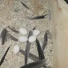 كروان زوج بياضه الانثى