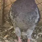 حمام كنق مستوى قوي