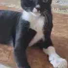 قطه أنثى للتبني