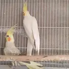 زوج كروان منتج الذكر لتينو والانثى فراشه