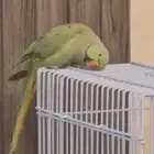 ذكر دره متكلم