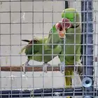 للبيع جوز درة نيبالي