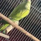 ببغاء درة ذكر انتاج