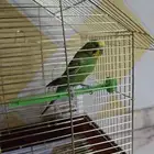للبيع مع اكله والقفص