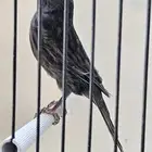 اونكس اسود