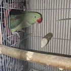 جوز دره نيبالي سوبر جامبو
