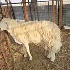 فحل حري صنف فاخر
