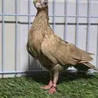 كوري بودابست