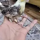 فروخ كروان هولندي