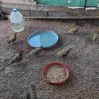 قطاء نعاق عراقي