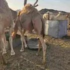 حشيان للبيع قعودين حمرر