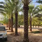 مطلوب مزرعة نخل لايجار