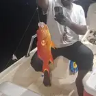 رحلات بحريه