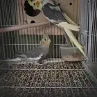 طيور ببغاء كروان