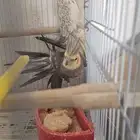 ذكر كروان منتج ( تم البيع )