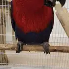 للبيع طائر الاكلكتوس