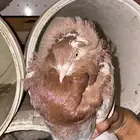 فرد بلجيكي