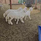 طليان تربيه للبيع
