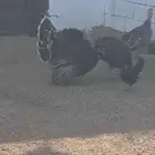 ديك رومي للبيع