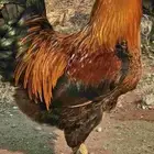 ديك للبيع جرم كفو عمر 8 شهور