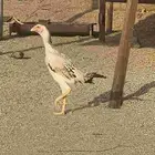 دجاج شامو ياباني اوسكا