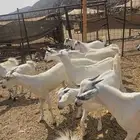 جفار بلدي