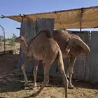 حاشي لباني فاخر ... تم البيع ..الله يبارك للجميع