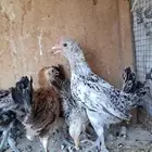 صيصان عمر شهرين