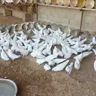 فرنسي سوبر جامبو