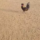 Polish Chicken