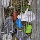 أرانب كبير وصغير