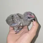 فروخ لوري بلو ستريك