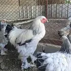 دجاج وديوك كلونبي كنك ابيض