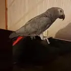 كاسكو اليف سن انتاج متكلم