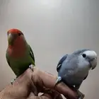 جوز روز أليف للبيع