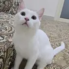 قط للتبني شرورة