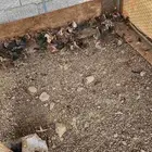 صيصان دجاج بلدي فيومي للبيع