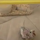 فرخ روز((( تم البيع )))