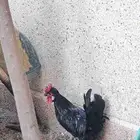 ديك حبحبي كويتي