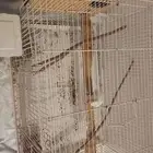 طير روز البينو ذكر العمر فوق سنه ونص