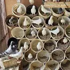 حمام زاجل وفرنسي