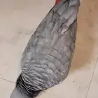 ببغاء كاسكو