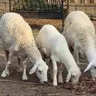 مقاني حرش صغار سن