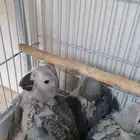 فروخ كاسكو للبيع