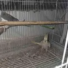 جوز كروان مع انتاجه