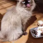 قطة هملايا للتبني