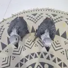 فرخين كاسكو