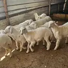 بهم حري
