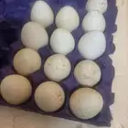 بيض رومي ابيض فرنسي رأس أزرق حجم جامبو